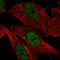 Cathepsin C antibody, HPA068434, Atlas Antibodies, Immunofluorescence image 