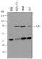 Zinc Finger And BTB Domain Containing 16 antibody, MAB2944, R&D Systems, Western Blot image 