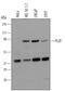 Zinc Finger And BTB Domain Containing 16 antibody, MAB2944, R&D Systems, Western Blot image 