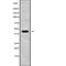 Ret Finger Protein Like 2 antibody, abx218266, Abbexa, Western Blot image 