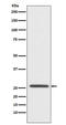 Claudin 11 antibody, M08381, Boster Biological Technology, Western Blot image 