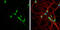 Leucine-rich glioma-inactivated protein 1 antibody, GTX105700, GeneTex, Immunofluorescence image 