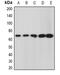 Golgi Reassembly Stacking Protein 1 antibody, orb378083, Biorbyt, Western Blot image 