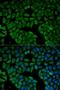 Cholinergic Receptor Nicotinic Alpha 1 Subunit antibody, LS-C333971, Lifespan Biosciences, Immunofluorescence image 