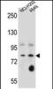 Sciellin antibody, PA5-71552, Invitrogen Antibodies, Western Blot image 