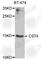 Cystatin S antibody, A8114, ABclonal Technology, Western Blot image 