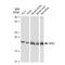 Phospholipid hydroperoxide glutathione peroxidase, mitochondrial antibody, GTX03194, GeneTex, Western Blot image 