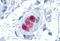 Calbindin 2 antibody, MBS243782, MyBioSource, Immunohistochemistry paraffin image 