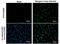 Dengue virus antibody, GTX124280, GeneTex, Immunofluorescence image 