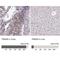 Tripartite Motif Containing 28 antibody, NBP2-39014, Novus Biologicals, Immunohistochemistry paraffin image 