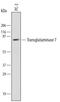 Transglutaminase 7 antibody, MAB5426, R&D Systems, Western Blot image 