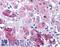 ABIN3 antibody, LS-B5021, Lifespan Biosciences, Immunohistochemistry frozen image 