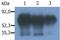 Phosphoprotein Membrane Anchor With Glycosphingolipid Microdomains 1 antibody, GTX24206, GeneTex, Western Blot image 