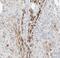 TGF-Beta Activated Kinase 1 (MAP3K7) Binding Protein 2 antibody, FNab08465, FineTest, Immunohistochemistry frozen image 