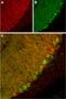 Potassium Two Pore Domain Channel Subfamily K Member 1 antibody, PA5-77626, Invitrogen Antibodies, Immunohistochemistry frozen image 