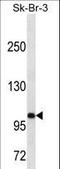 Sialophorin antibody, LS-C161464, Lifespan Biosciences, Western Blot image 