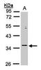 Transcription initiation factor IIB antibody, PA5-28556, Invitrogen Antibodies, Western Blot image 