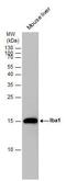 AIF1 antibody, PA5-27436, Invitrogen Antibodies, Western Blot image 