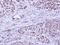 Bcl-2-like protein 10 antibody, GTX111872, GeneTex, Immunohistochemistry paraffin image 