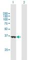 Hydroxysteroid Dehydrogenase Like 1 antibody, H00083693-B01P, Novus Biologicals, Western Blot image 