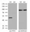 Protein Tyrosine Phosphatase Non-Receptor Type 1 antibody, MA5-25616, Invitrogen Antibodies, Western Blot image 