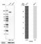 Sterile Alpha Motif Domain Containing 9 antibody, HPA021319, Atlas Antibodies, Western Blot image 