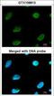 CBFA2/RUNX1 Partner Transcriptional Co-Repressor 2 antibody, LS-C186028, Lifespan Biosciences, Immunocytochemistry image 