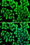 Spa1 antibody, orb345595, Biorbyt, Immunofluorescence image 