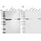 Septin 7 antibody, NBP1-85731, Novus Biologicals, Western Blot image 