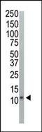 Ubiquitin A-52 Residue Ribosomal Protein Fusion Product 1 antibody, PA5-11325, Invitrogen Antibodies, Western Blot image 