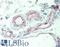 Thrombomodulin antibody, LS-B12463, Lifespan Biosciences, Immunohistochemistry paraffin image 