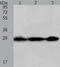 Programmed Cell Death 10 antibody, TA322434, Origene, Western Blot image 