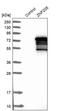 Zinc Finger Protein 205 antibody, PA5-51636, Invitrogen Antibodies, Western Blot image 