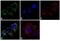 Mitochondria antibody, MA5-12014, Invitrogen Antibodies, Immunofluorescence image 