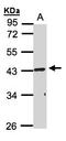 RELT TNF Receptor antibody, LS-C185610, Lifespan Biosciences, Western Blot image 