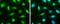 TRNA Methyltransferase 2 Homolog A antibody, GTX131442, GeneTex, Immunofluorescence image 