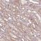 Tektin 4 antibody, NBP2-13425, Novus Biologicals, Immunohistochemistry frozen image 