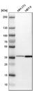 Tsukushi, Small Leucine Rich Proteoglycan antibody, HPA008164, Atlas Antibodies, Western Blot image 