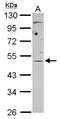 Eukaryotic Translation Initiation Factor 4A3 antibody, NBP2-16305, Novus Biologicals, Western Blot image 