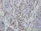 Ankyrin Repeat And SOCS Box Containing 9 antibody, H00140462-M01, Novus Biologicals, Immunohistochemistry frozen image 