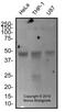 Egl-9 Family Hypoxia Inducible Factor 1 antibody, NBP2-76810, Novus Biologicals, Western Blot image 