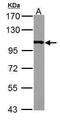 Actinin Alpha 4 antibody, PA5-27475, Invitrogen Antibodies, Western Blot image 