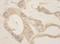 CASC3 Exon Junction Complex Subunit antibody, A302-471A, Bethyl Labs, Immunohistochemistry paraffin image 