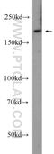 LDL Receptor Related Protein 5 antibody, 24899-1-AP, Proteintech Group, Western Blot image 