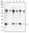 Chromobox 5 antibody, NBP2-52434, Novus Biologicals, Western Blot image 