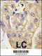 Toll Like Receptor 2 antibody, LS-C98268, Lifespan Biosciences, Immunohistochemistry frozen image 