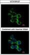 Gamma-Butyrobetaine Hydroxylase 1 antibody, LS-C185524, Lifespan Biosciences, Immunocytochemistry image 