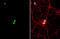 Lim3 antibody, GTX134076, GeneTex, Immunofluorescence image 