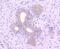 Mitogen-Activated Protein Kinase Kinase Kinase 3 antibody, NBP2-67832, Novus Biologicals, Immunohistochemistry paraffin image 
