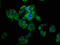 Pannexin 2 antibody, CSB-PA839405LA01HU, Cusabio, Immunofluorescence image 